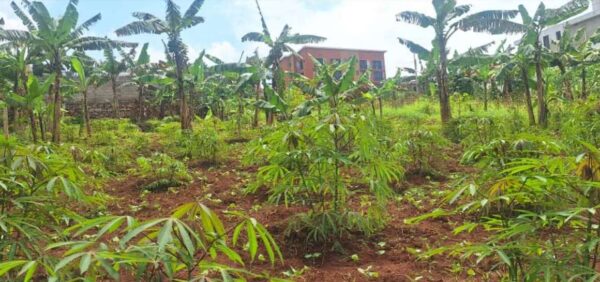 Two acres for sale kira Mulawa per acre